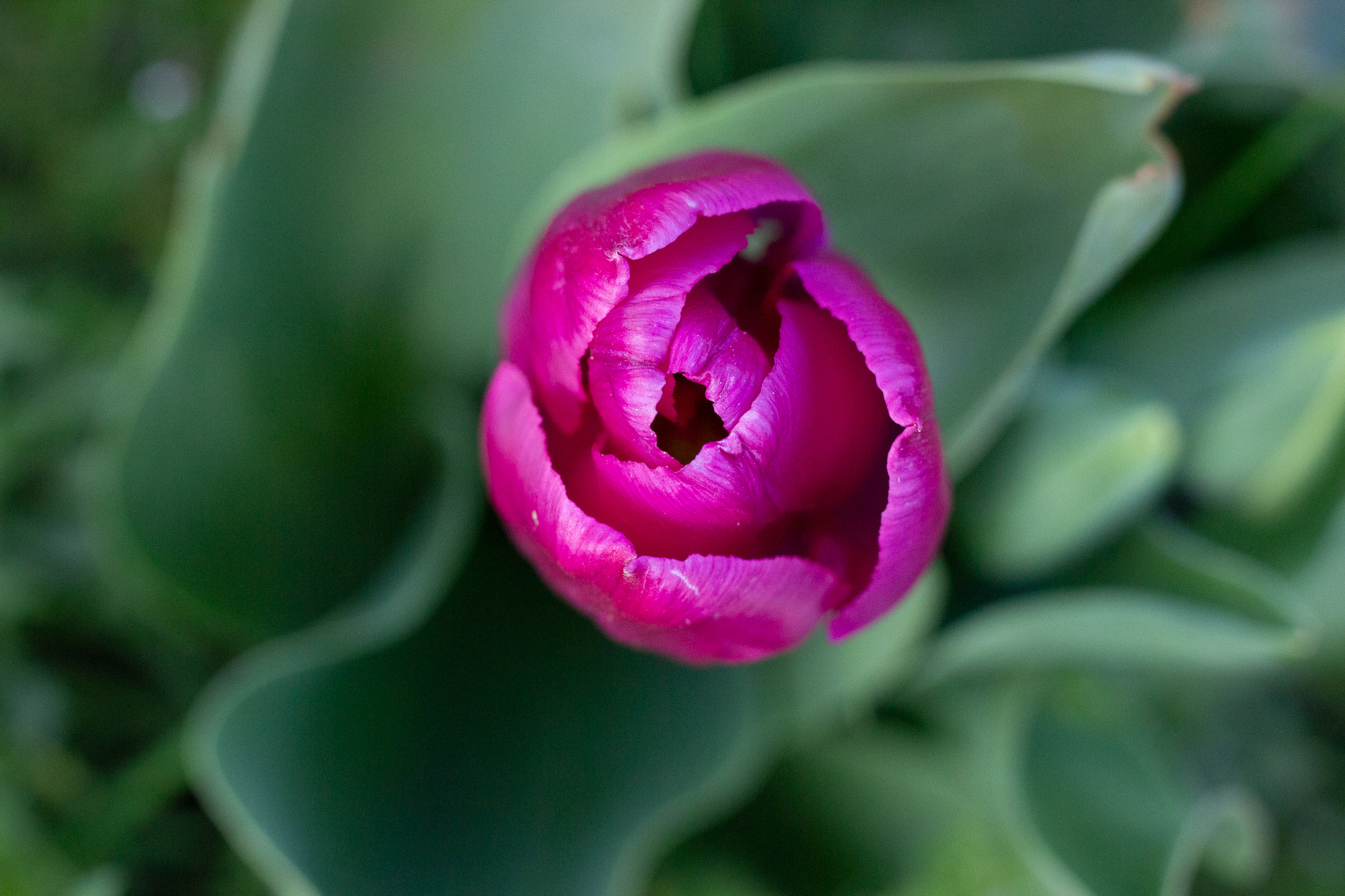 pink_tulip_photo.jpg