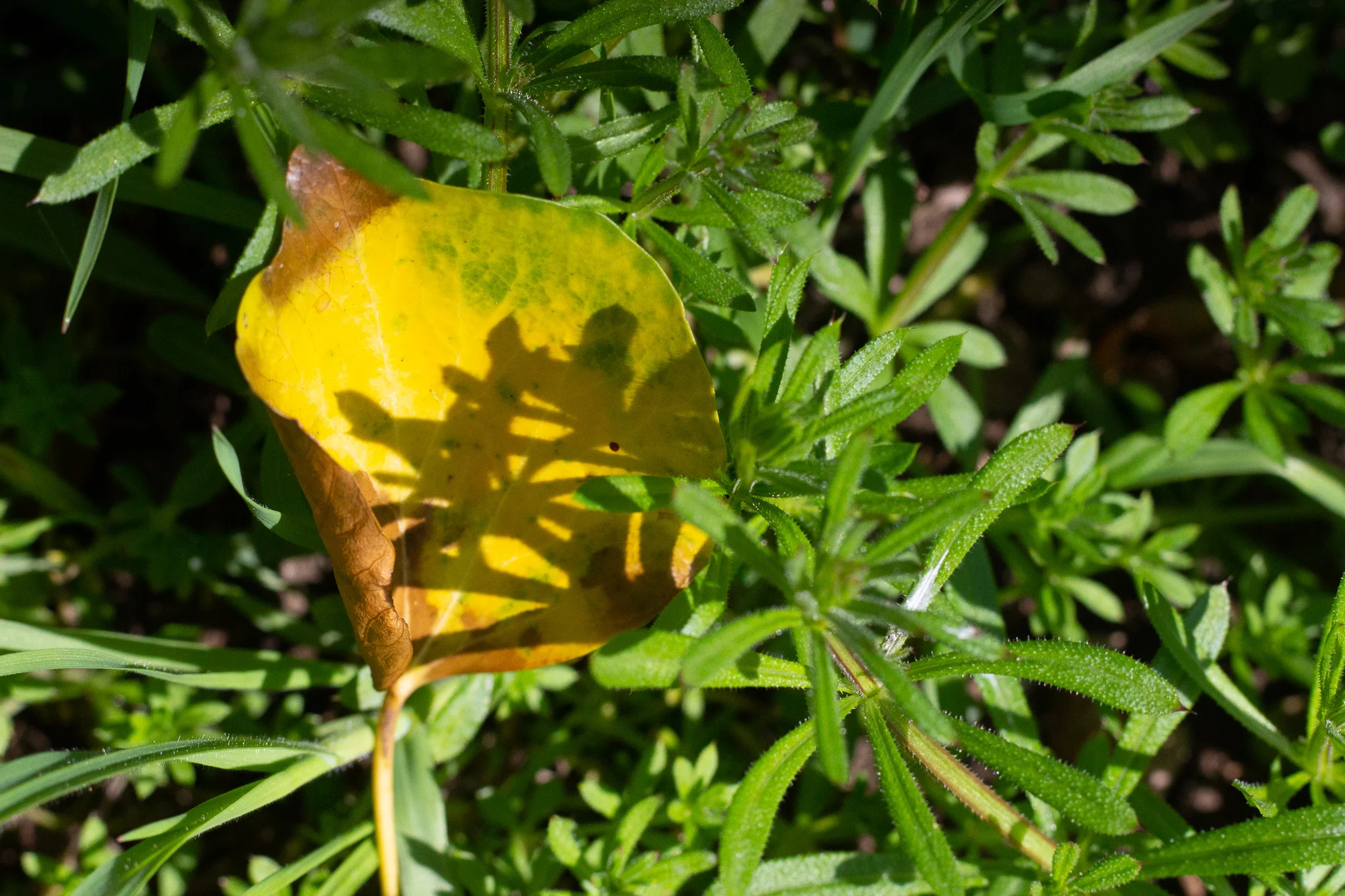 Talk about the shadows created by nature.