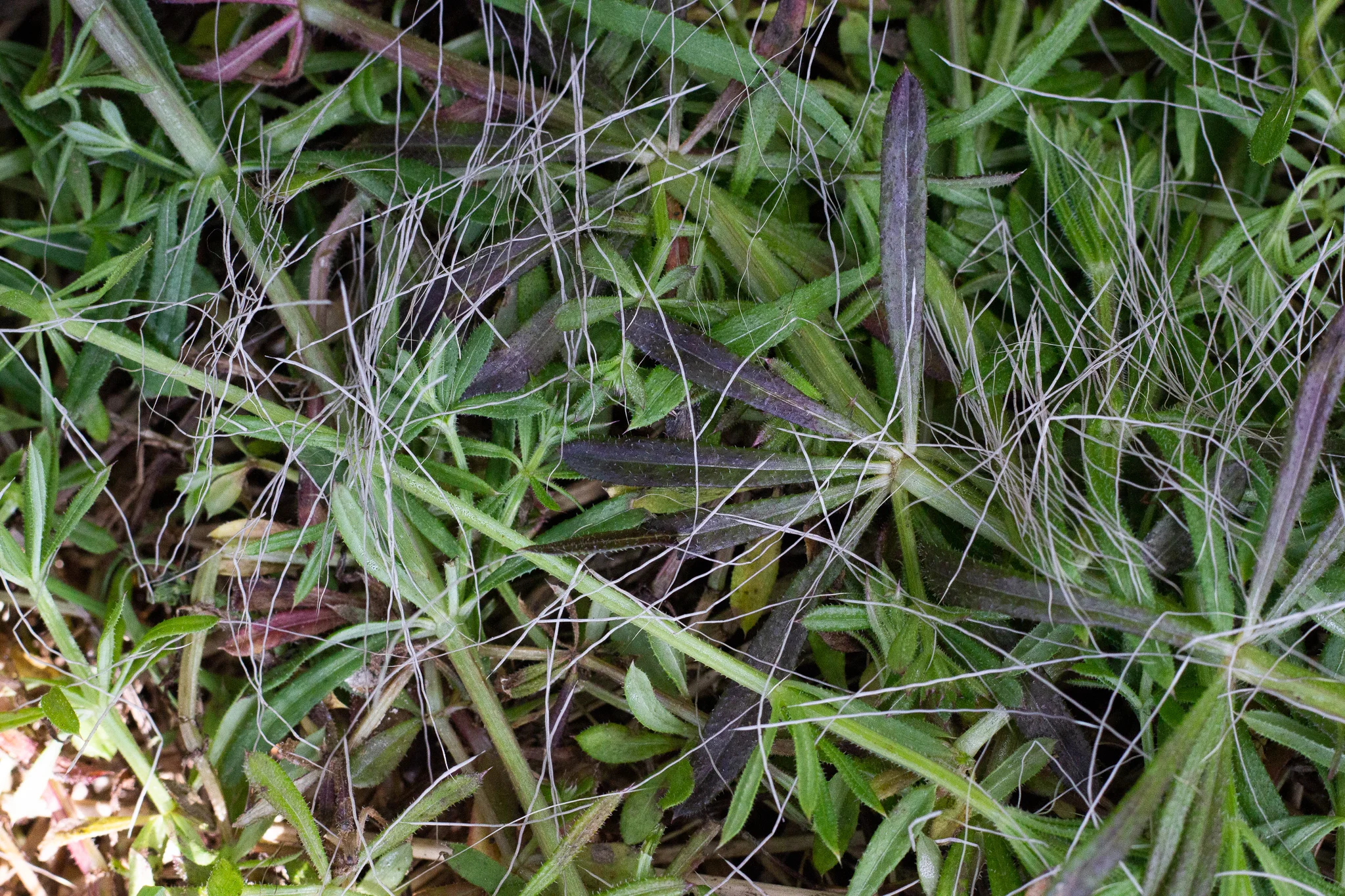 We’re going on a deer hunt……look, we found deer hair!