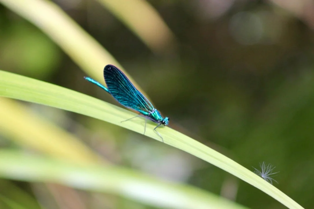 A beautiful dragon fly.