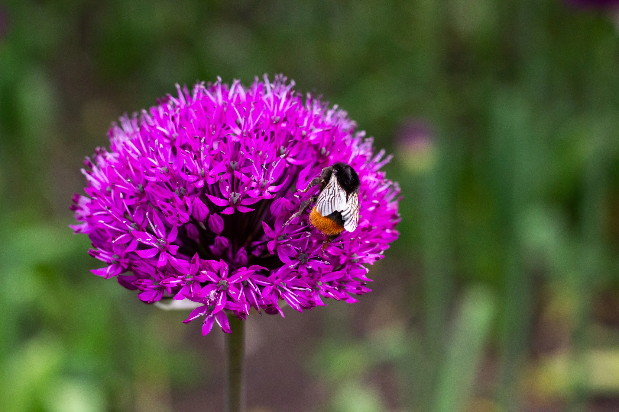 “A bee in Spring”