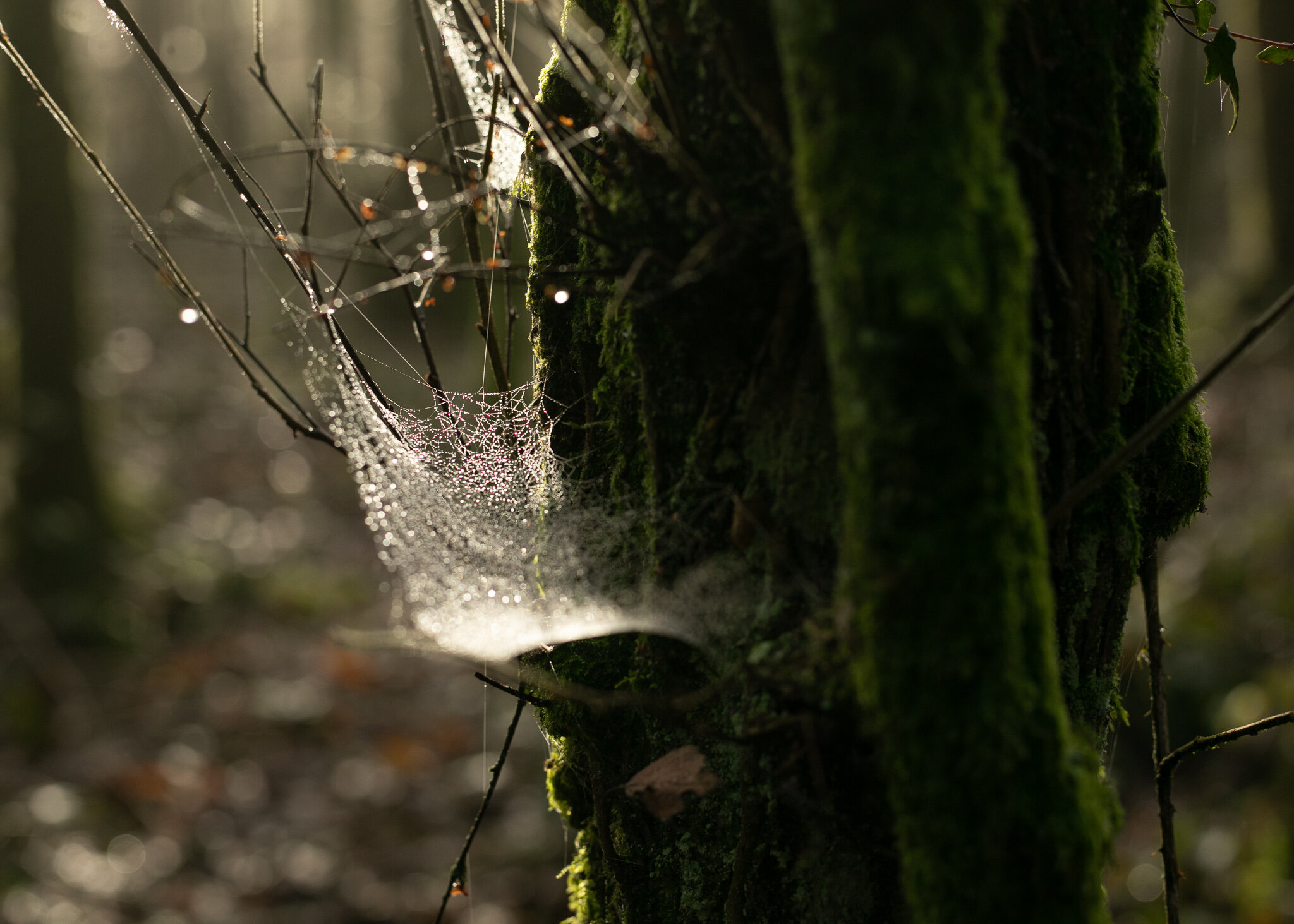 An intriguing spiderweb on a tree trunk. We stood and looked with wonder at the detail, the light and the morning dew. So simple and so beautiful.