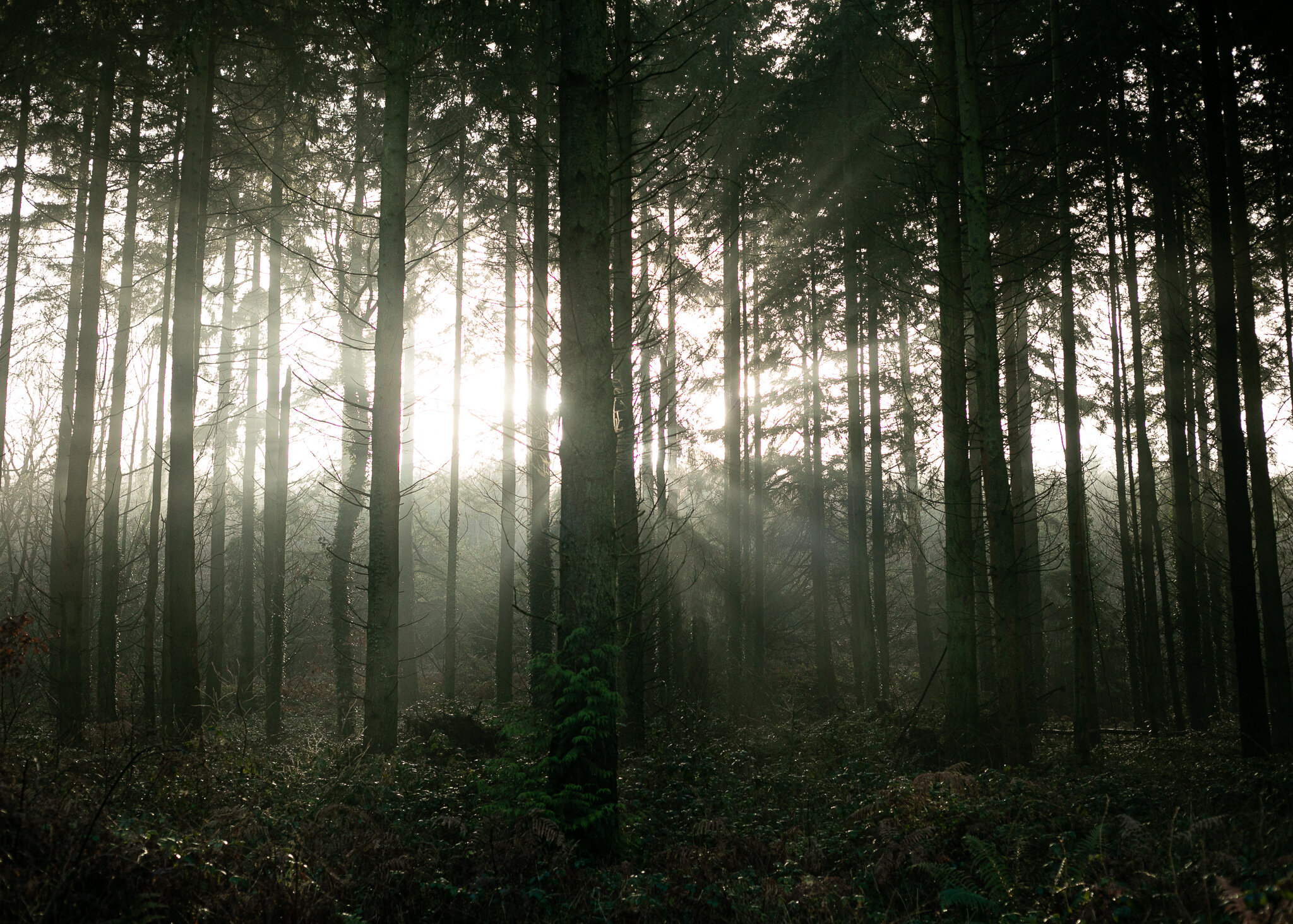 The light rays shimmer through the forest trees in the Forest of Dean.
