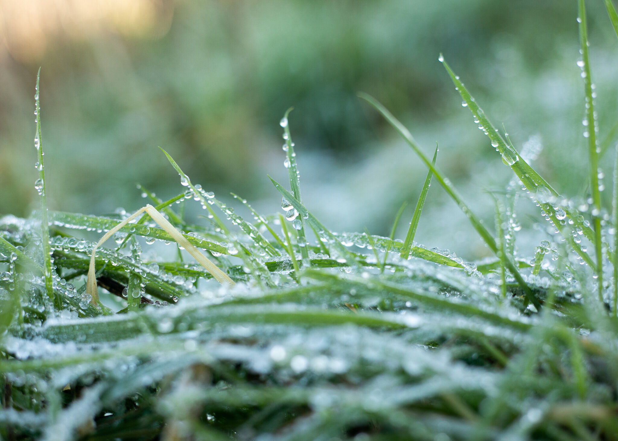 Icy mornings create the perfect opportunity to capture such beautiful details of the nature around us.