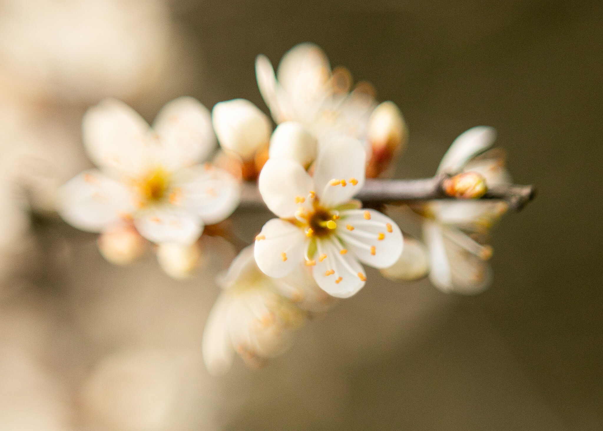 blossom-nature-photography.jpg