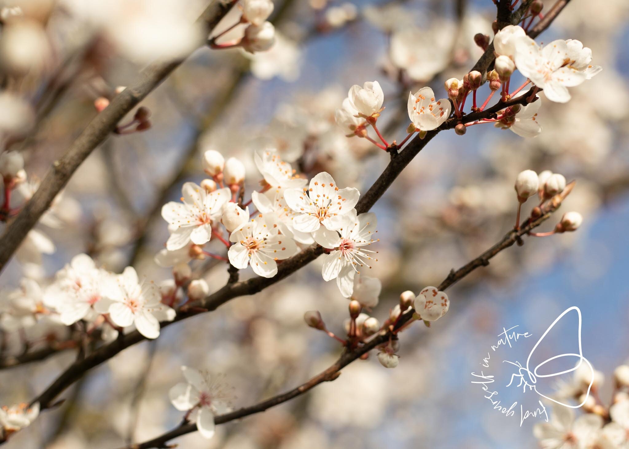 spring-blossom_photo.jpg