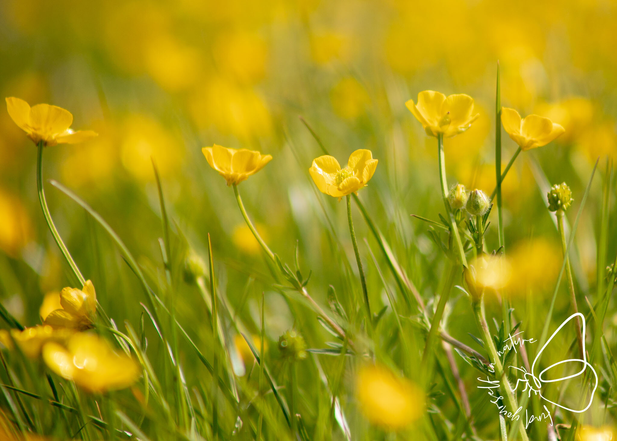 Daisies blowing in the wind