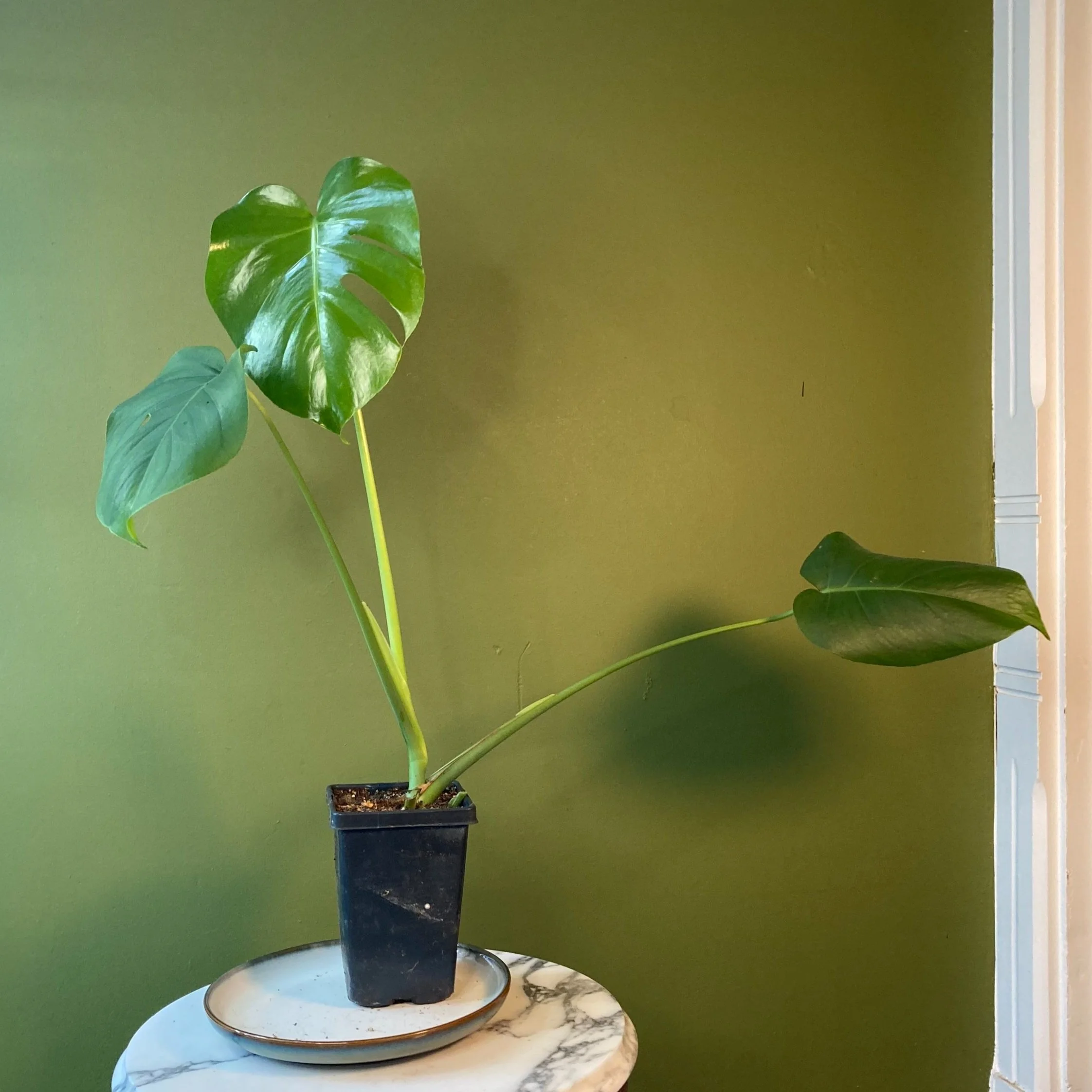 Monstera Deliciosa