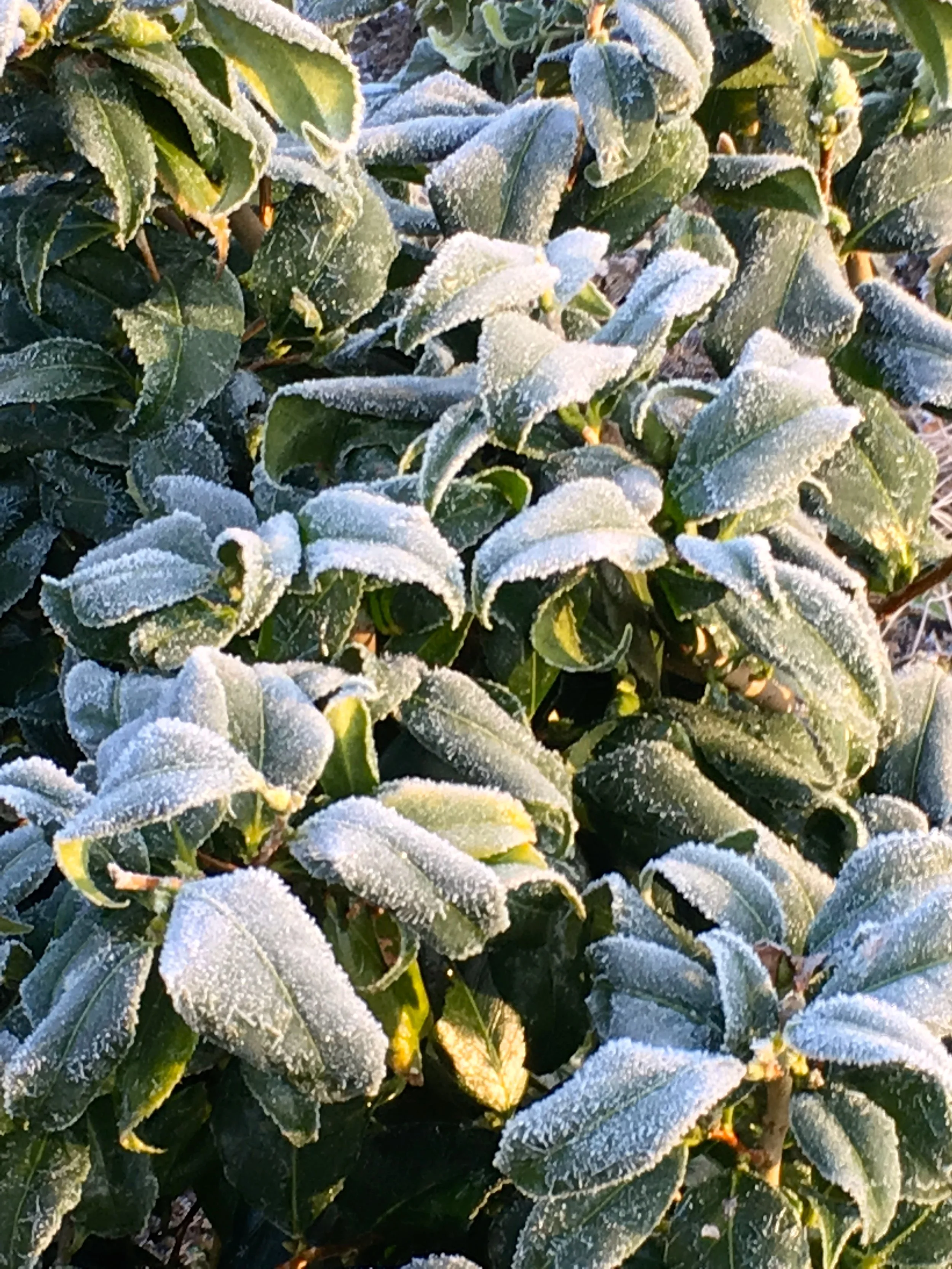winterleaves.jpg
