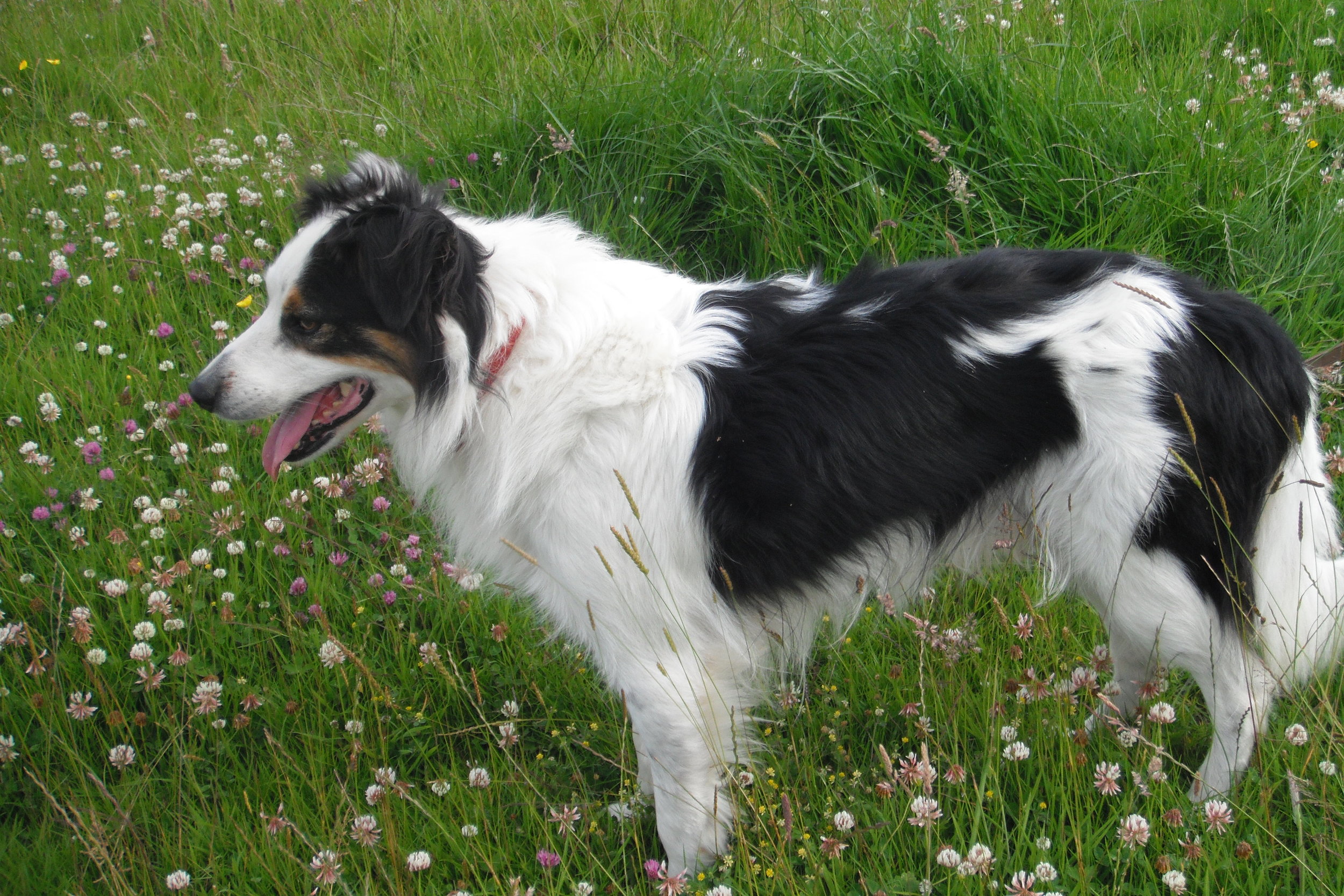 preloved rough collies