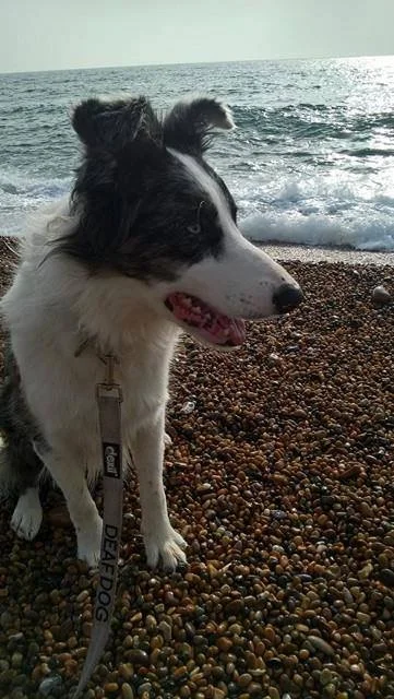 DeeDee