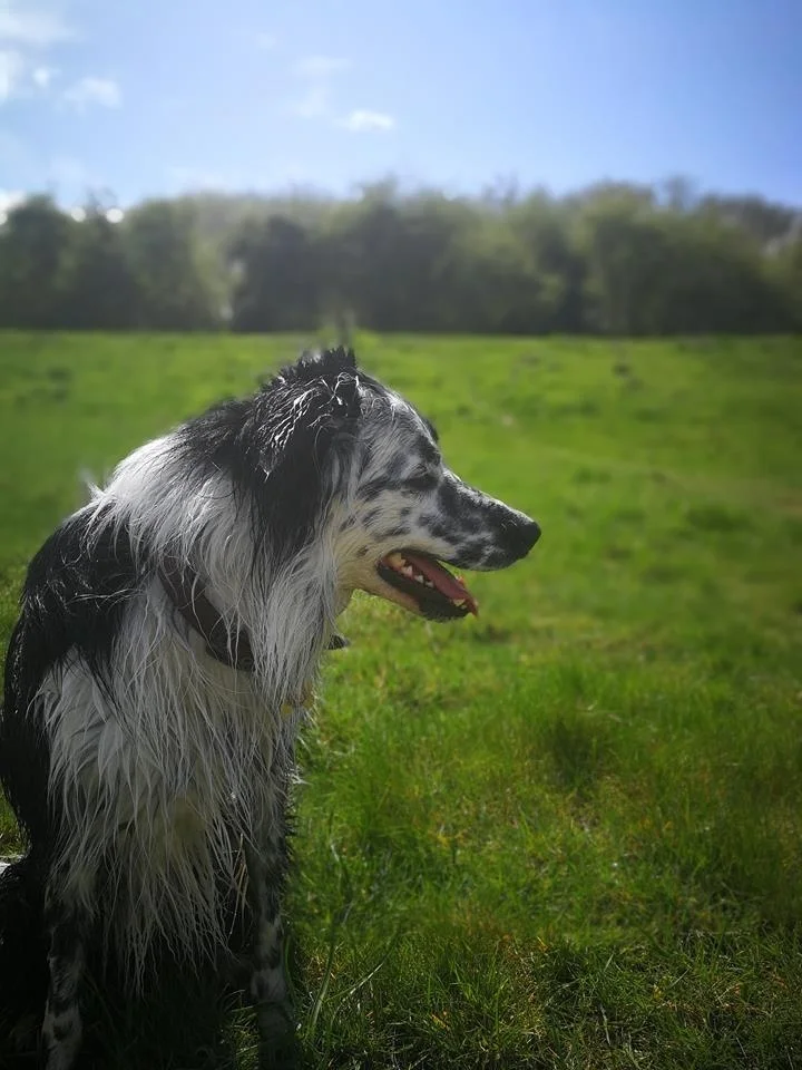 protecting preloved border collies