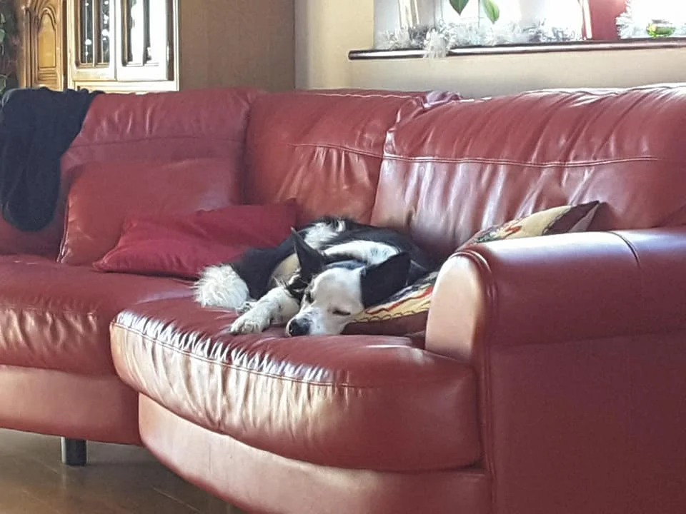 Taeko -From Foster to Adoption