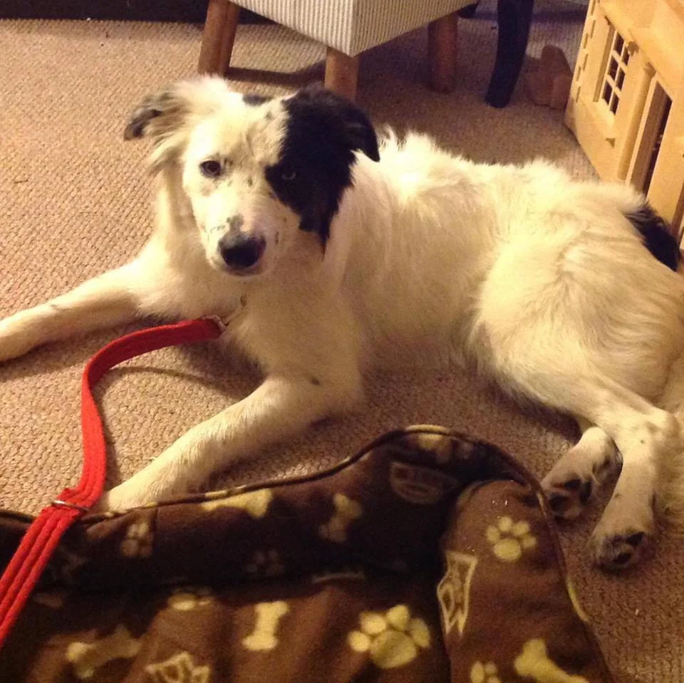 BELLE -From Foster to Adoption