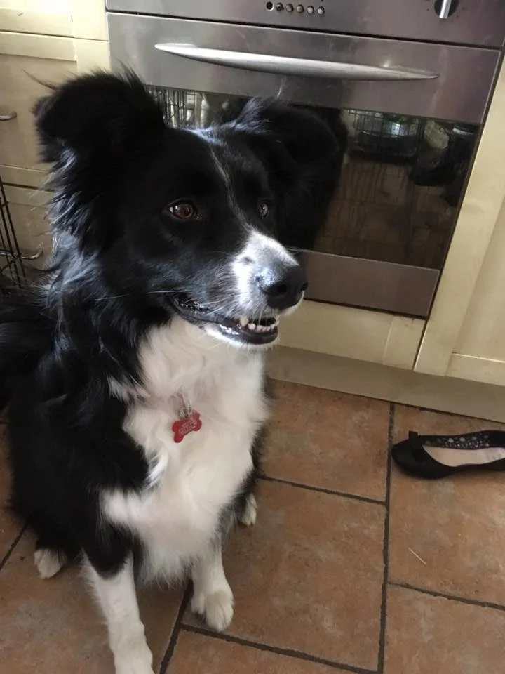 MISTY - A  fosterer's story. Why I choose to foster.