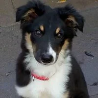 Chase AKA Bramble