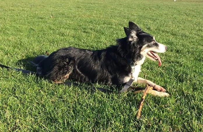 Meg a 7 year old girl