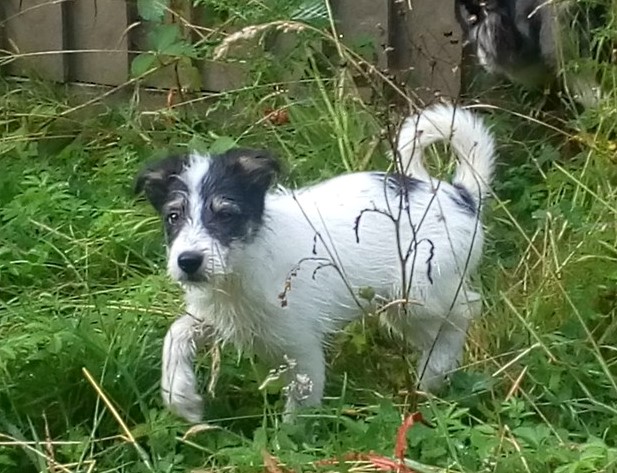 Gryff a 19 week old boy