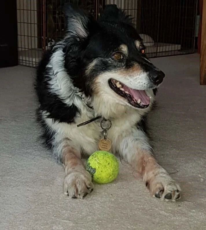 Hi everyone 🐾 My name is Brownie and I recently needed the help of PPBC to find me a new home as my owner become too ill to look after me. They helped find me a wonderful a couple who have taken me in and shower me with attention and cuddles. On my first check up at the vets, he found four soft masses of tissue on my body and has told my new humans that they need to be removed to be tested. I'm also going to need a pre anesthetic blood screening as I'm 10 years old so we need to make sure that everything else is healthy enough for my operation. My humans have been told it's going to cost over £1000. The lovely people at PPBC would like to pay for this with some help from any kind people who feel they could donate to the cause. I love my new humans and it would be great to know I am going to be able to spend the rest of my years with them as happily and healthily as possible. Please help me if you can. The money raised will all go to PPBC who will then pay the vet directly. Thank you! Brownie If you click on my picture it will take you to my Facebook Fundraising page, or go to Donations & pay through Charity Checkout.