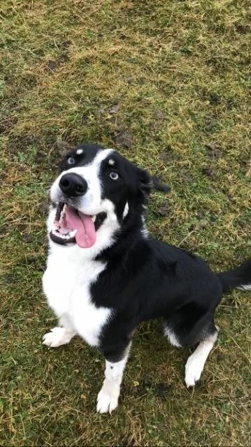 Dexter AKA Carwyn a 1 year old boy