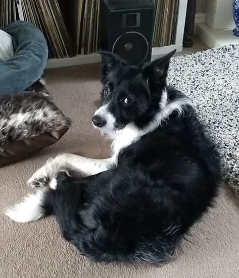 Domino AKA Carwyn a 2 year old boy