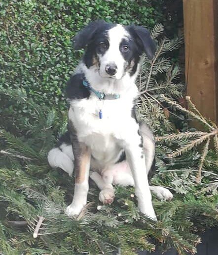 Fenix AKA Bryn a 6 month old boy