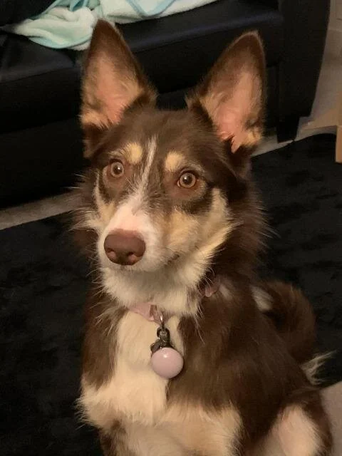Lola a 1 year old girl