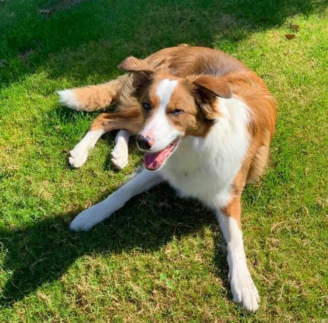 Cal a 1 1/2 year old boy