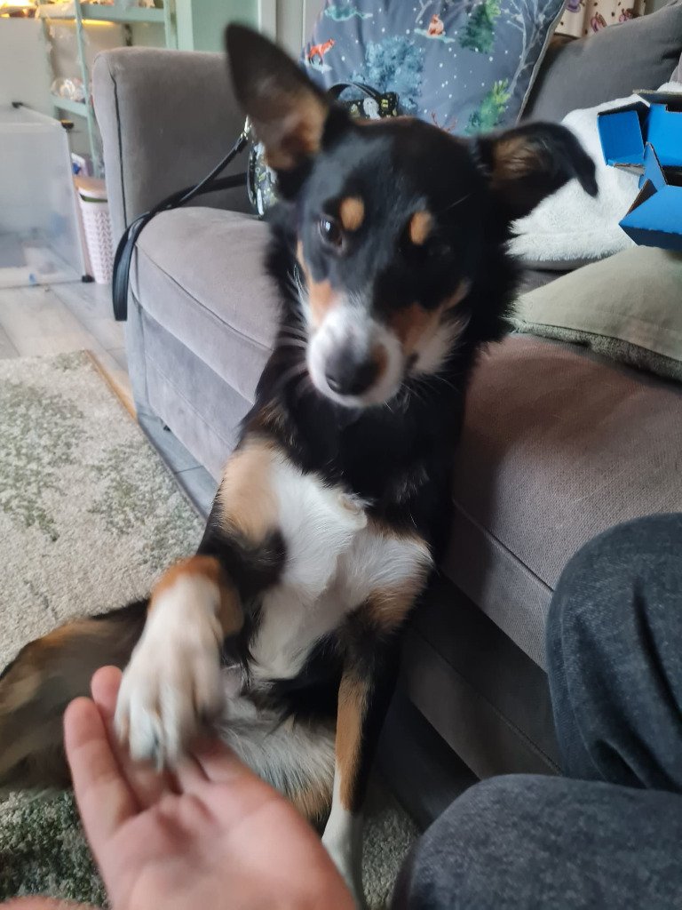 Dalia - 3 years (RESERVED)