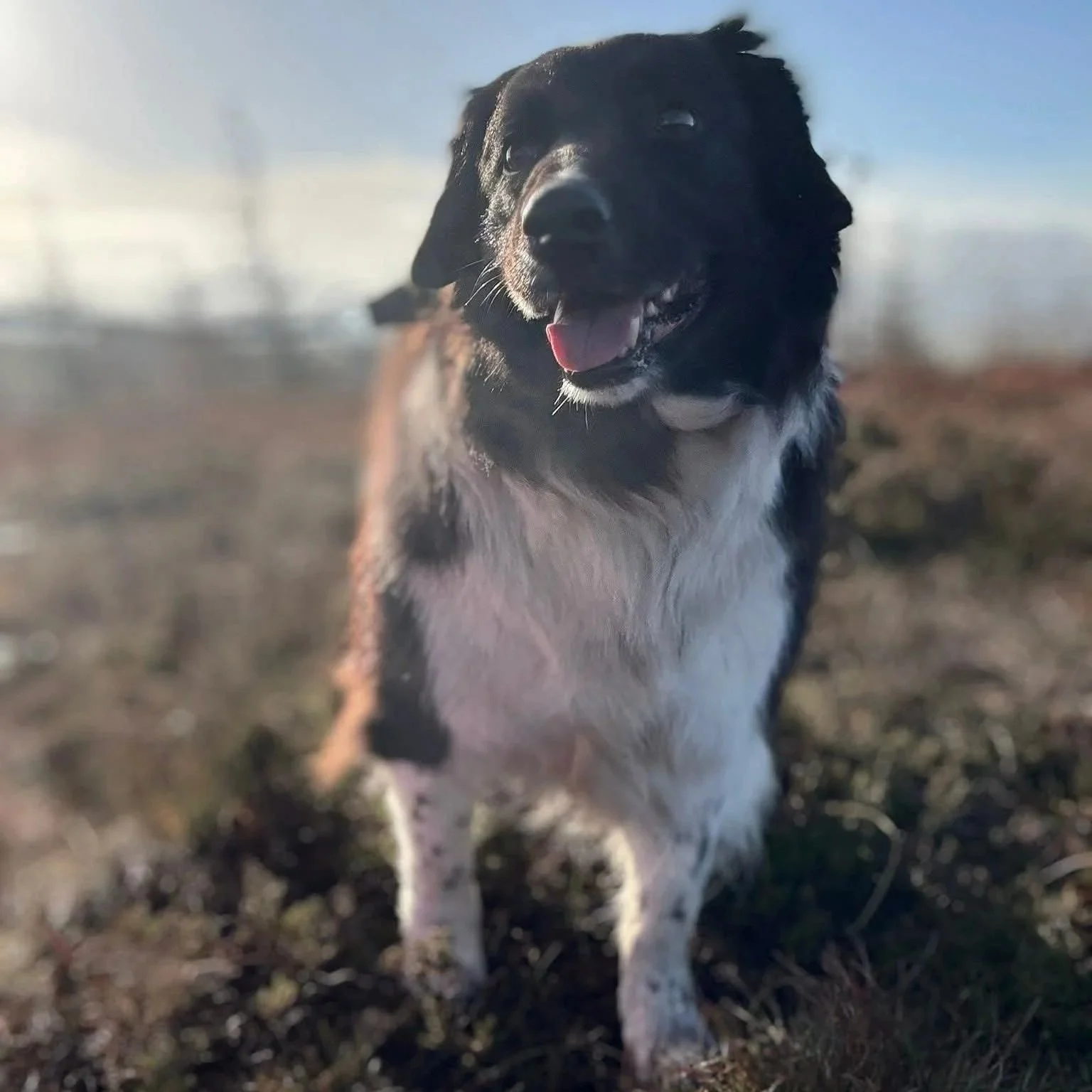 Evie