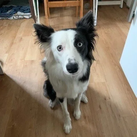 Josie