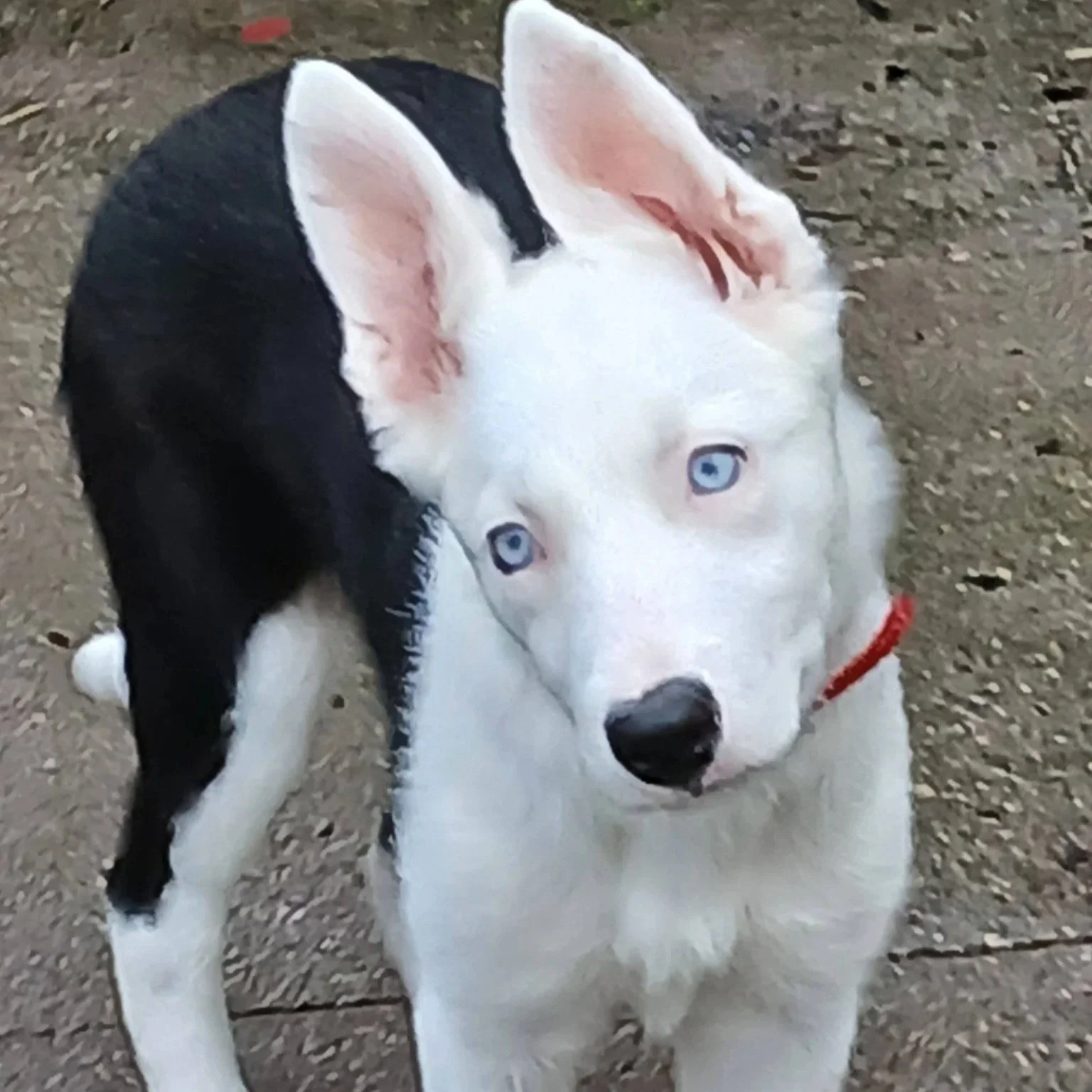 Eira