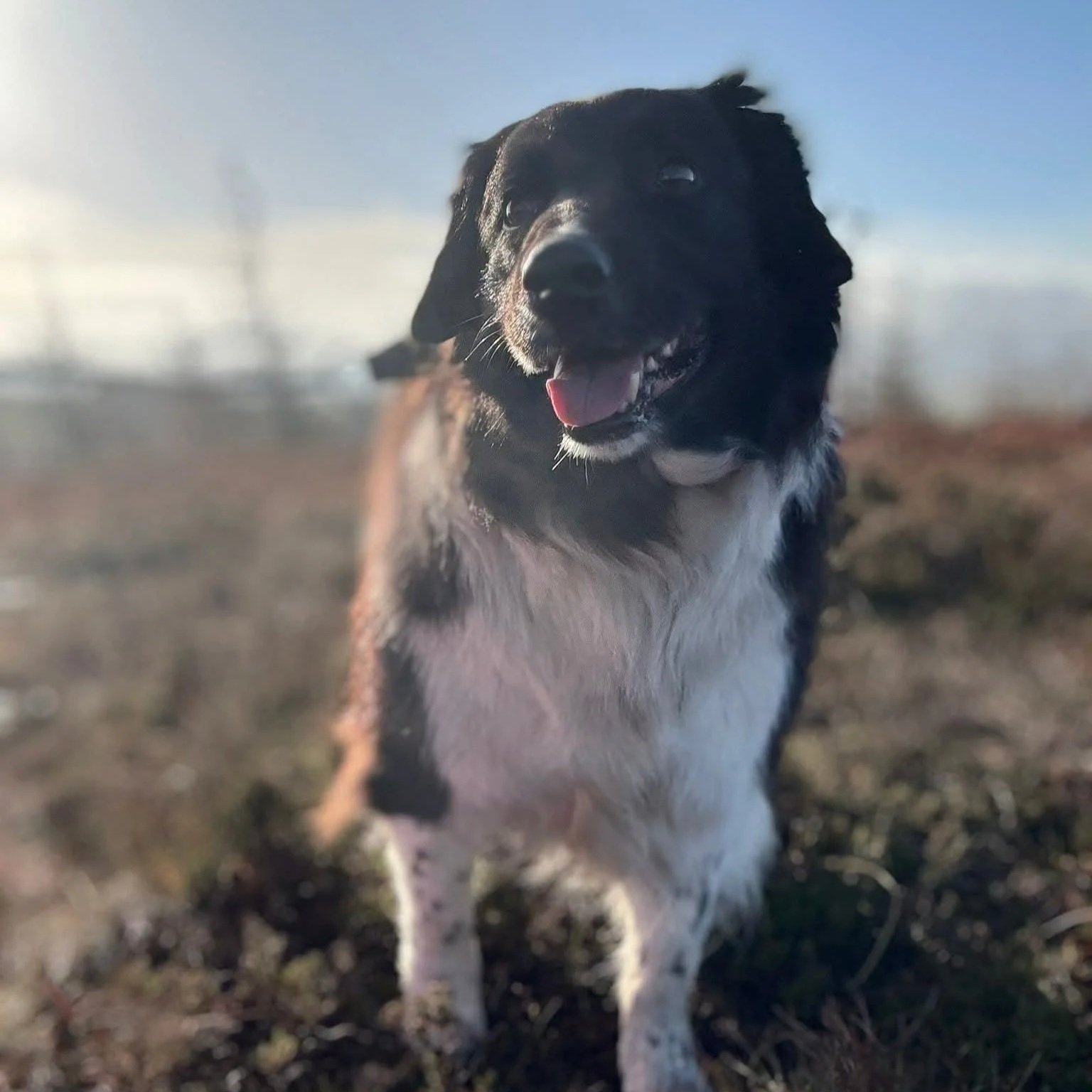 Evie