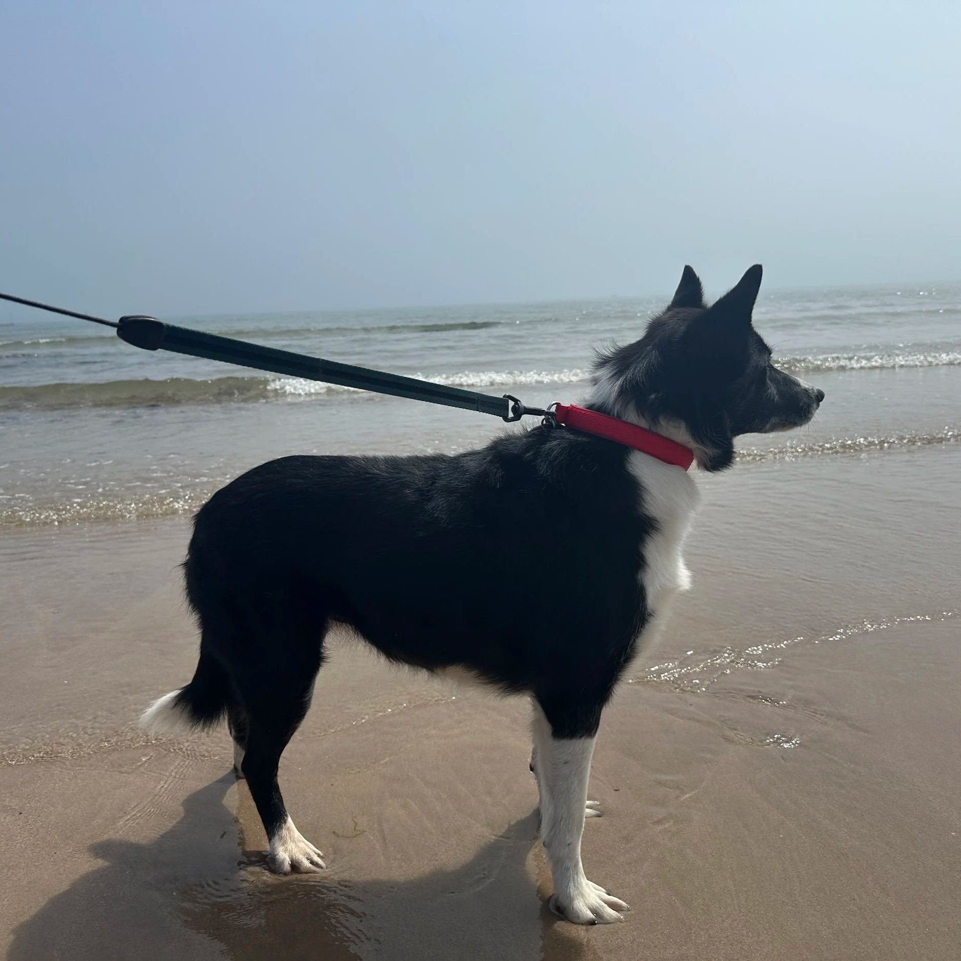 Meg