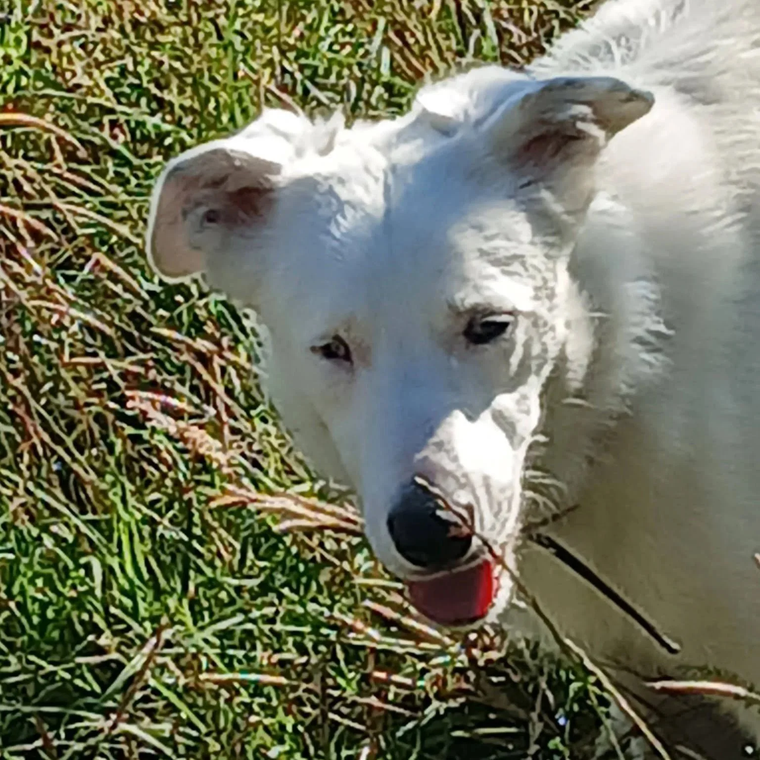 Casper - 2 years