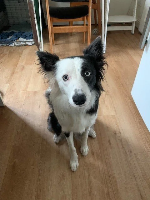 Josie