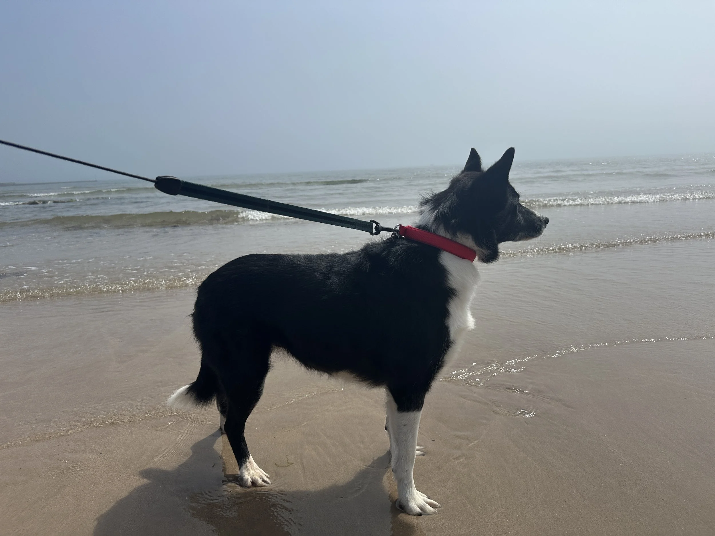 Meg