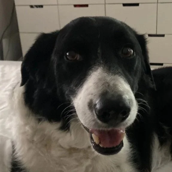 Benji - 9 years
