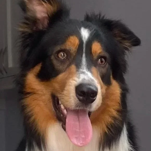 Dexter - 18 months