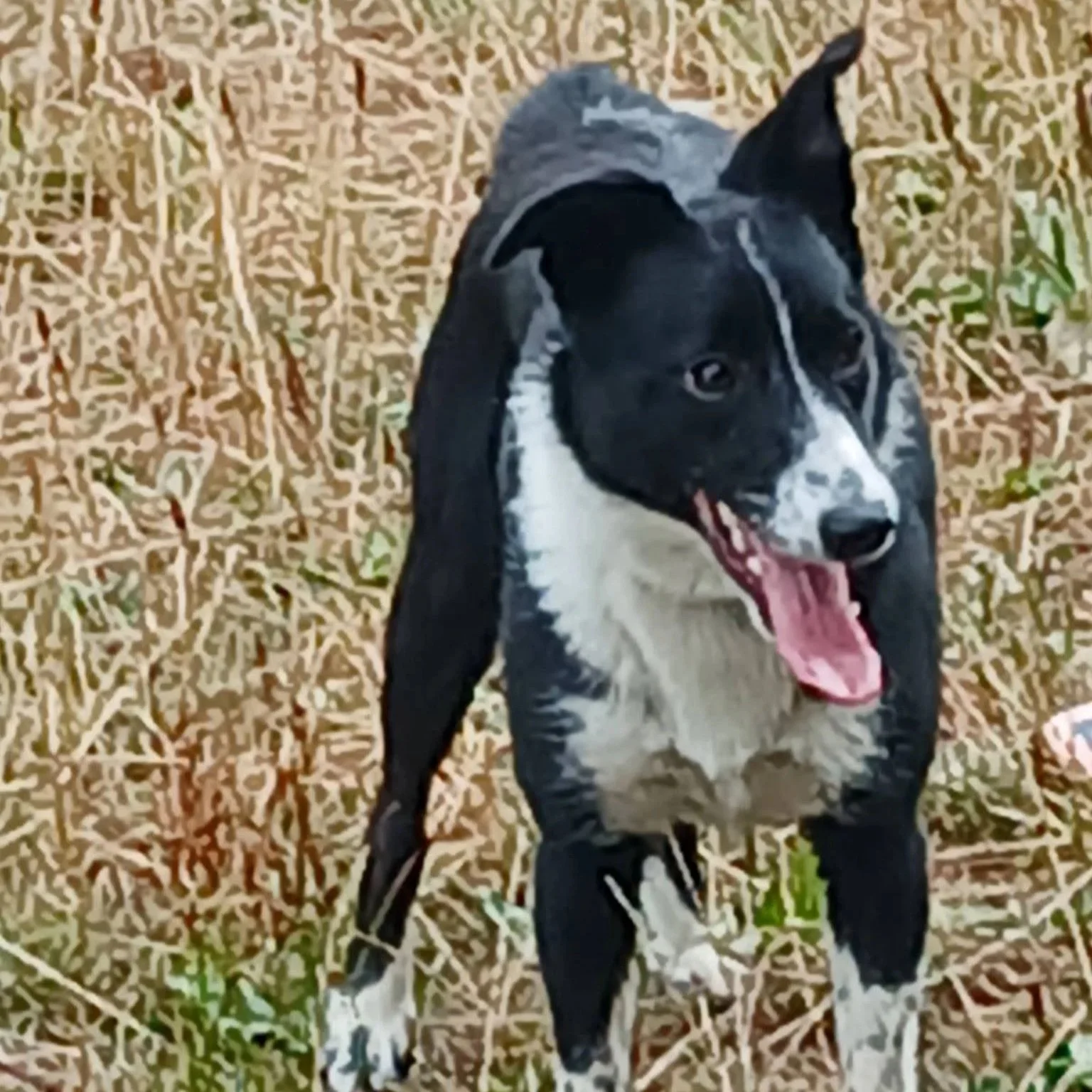 Jet - 1 year