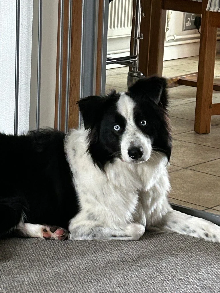 Buddy