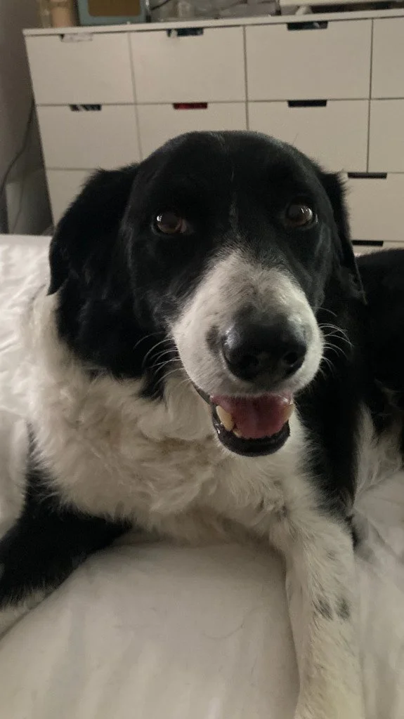 Benji
