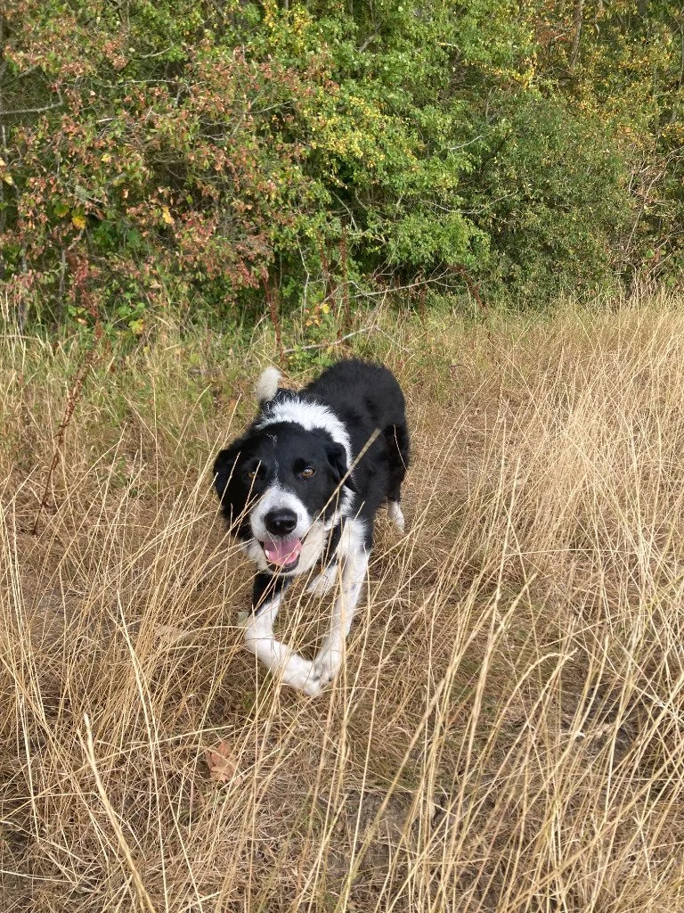 Benji
