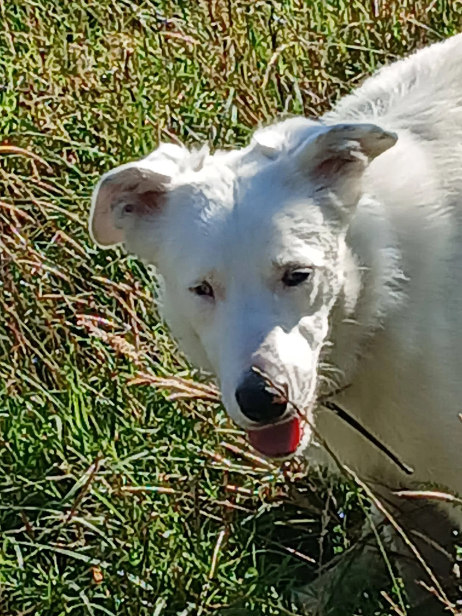 Casper