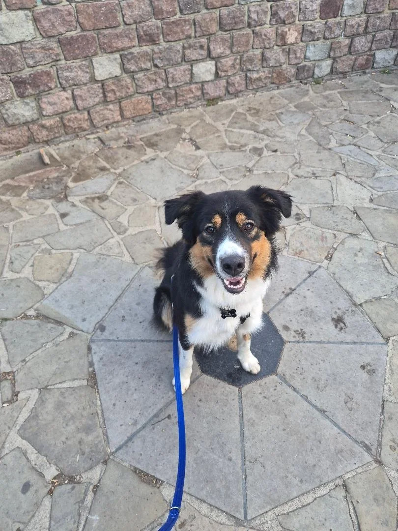 Finn