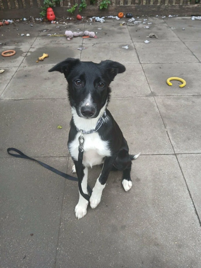 Juno