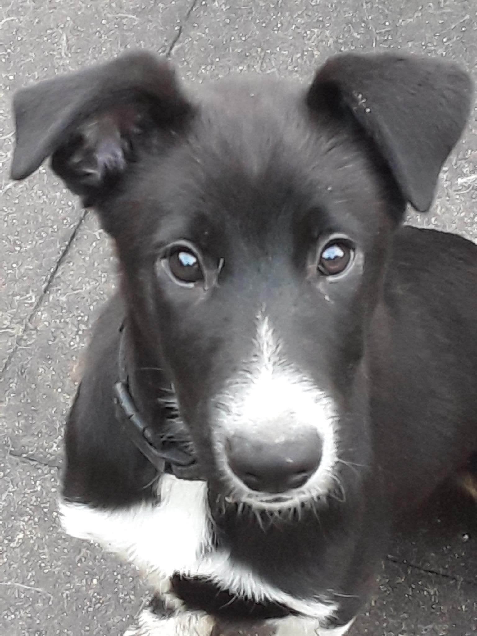 Border Collie, Adopt Me! Wiki