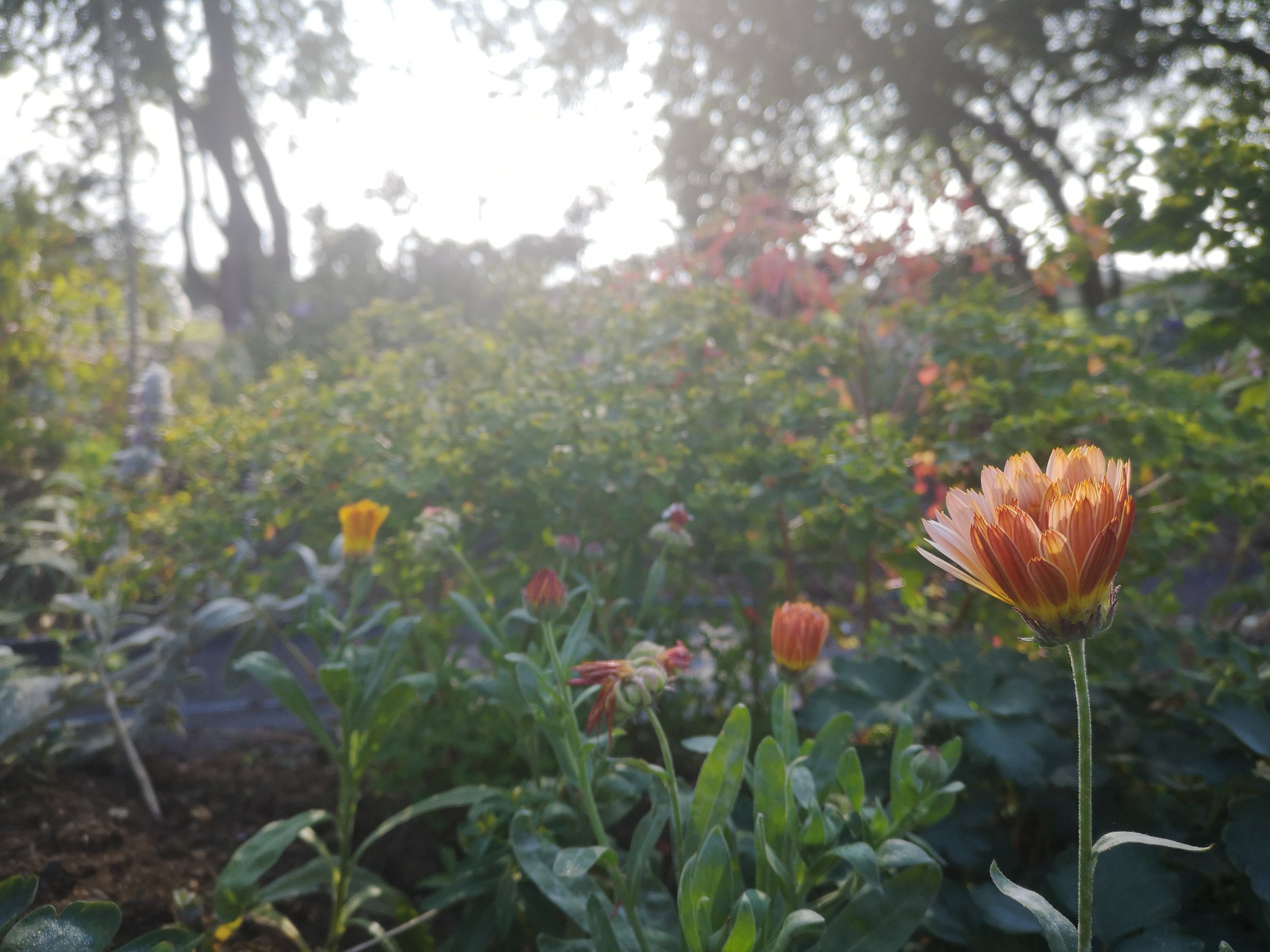 Calendula garden.jpg