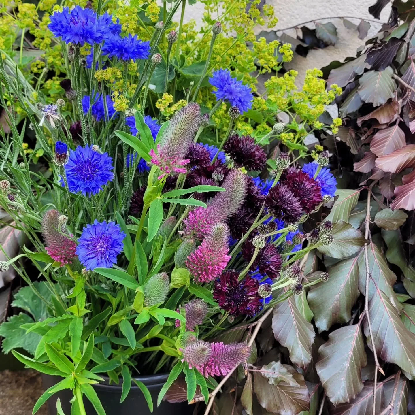 @british.flowers.week day 2!
I absolutely love the variety of my work.
This week I am:
🌿freelancing for another local floral business @naumflower
🌿delivering gift bouquets for birthday celebrations and bereavement condolences
🌿decorating @hadsham