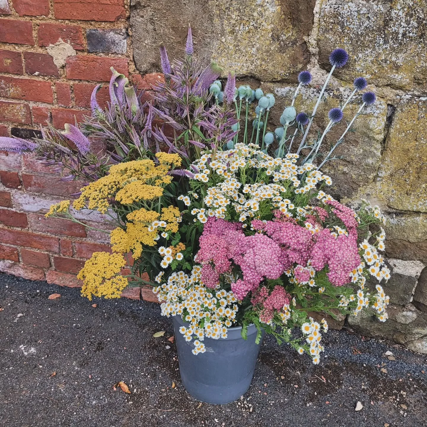 #June
Brings tall stuff.
And it's a big bucket.
#Homegrown Echinops, Poppy, Achilleas, Feverfew, Veronicastrum, including some seriously alien #fasciated stems.